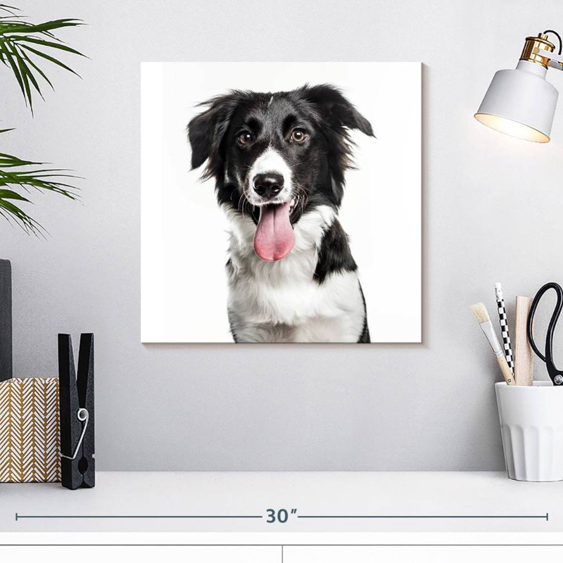 Border Collie, H 16 po x l 16 po