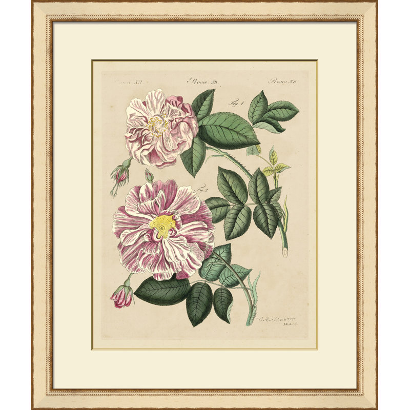 Pink Roses III Painting