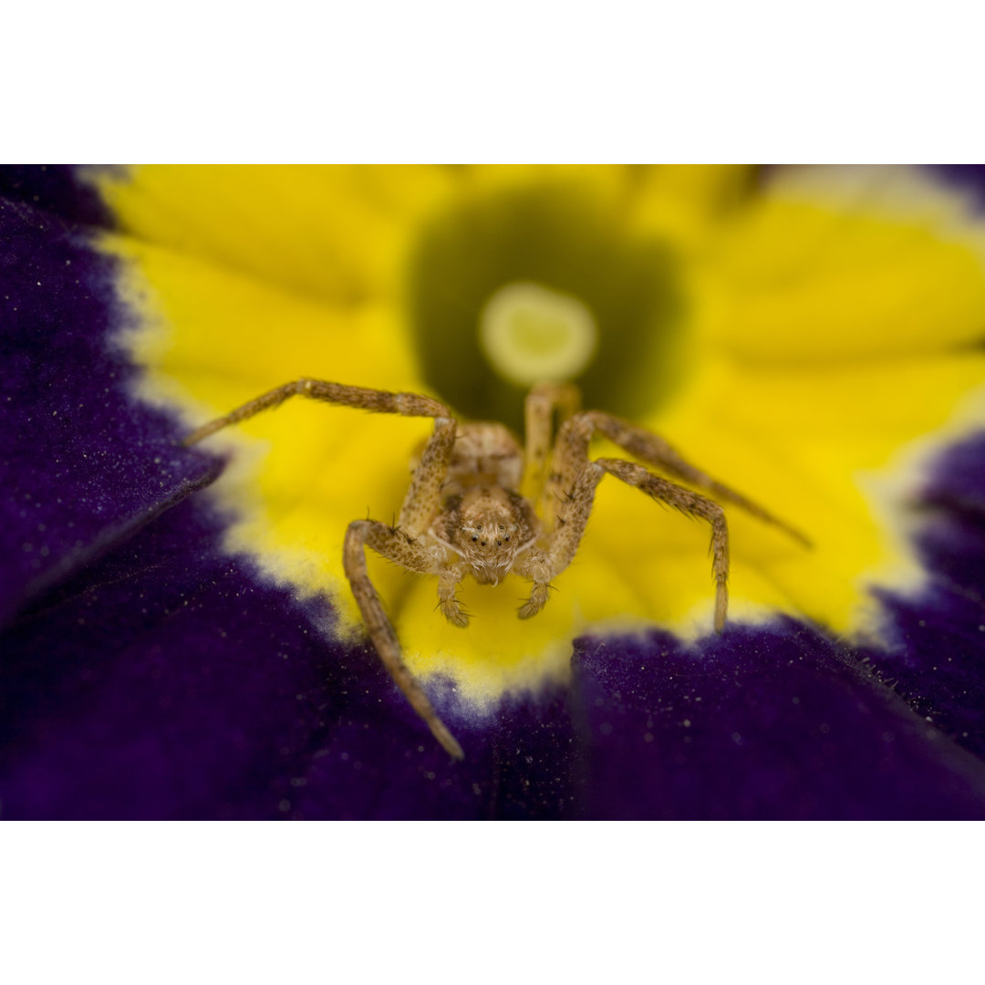 Sac Spider On Primrose - Kunstdrucke auf Leinwand