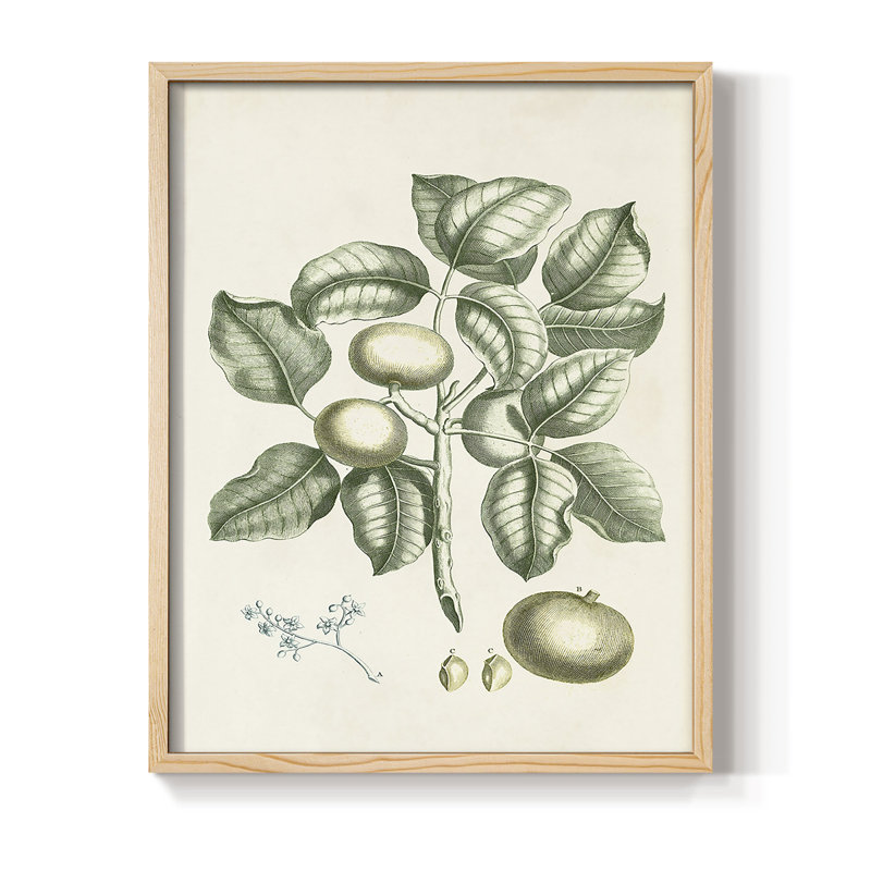 «Buchoz Tropicals I», reproduction encadrée - bois massif, H 21 po x l 17 po, Naturel