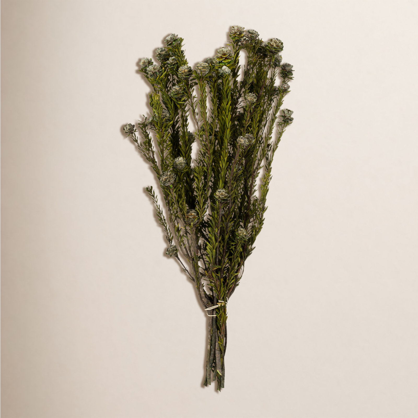 Preserved Tortum Stems, White