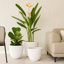 Pot à fleur Dorlis Fiberstone-881441130-881441128