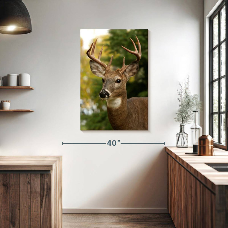 Whitetail Buck, 39" H x 26" W