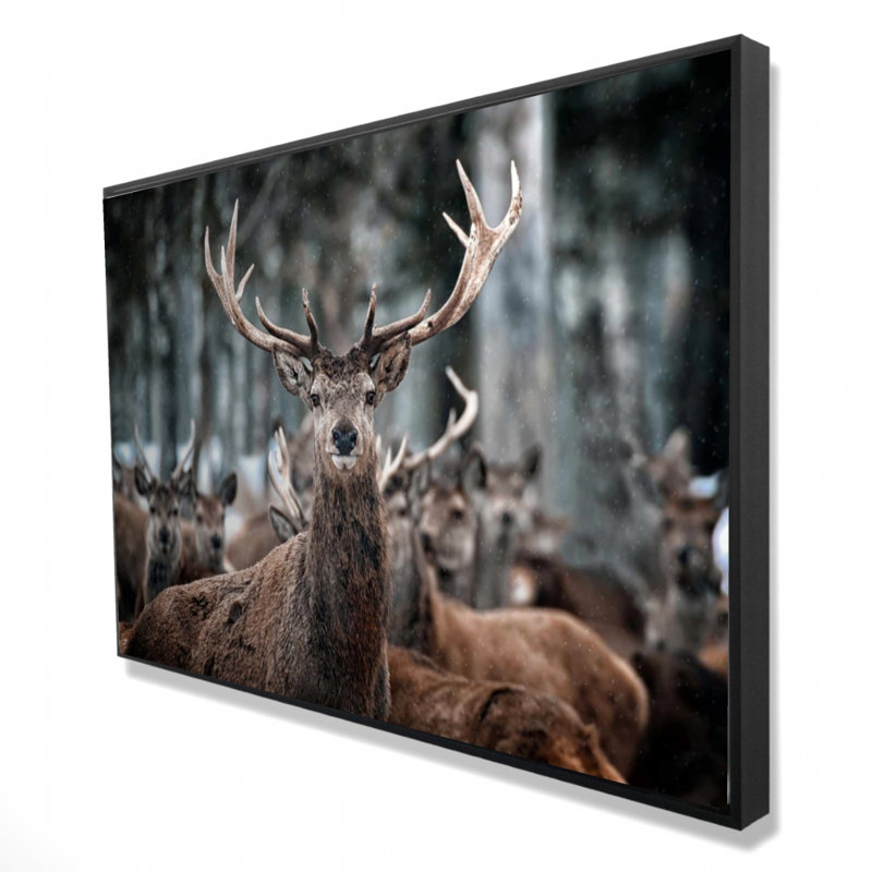 " Stags "