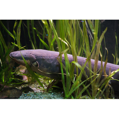 Electric Eel by Wrangel - Wrapped Canvas Print
