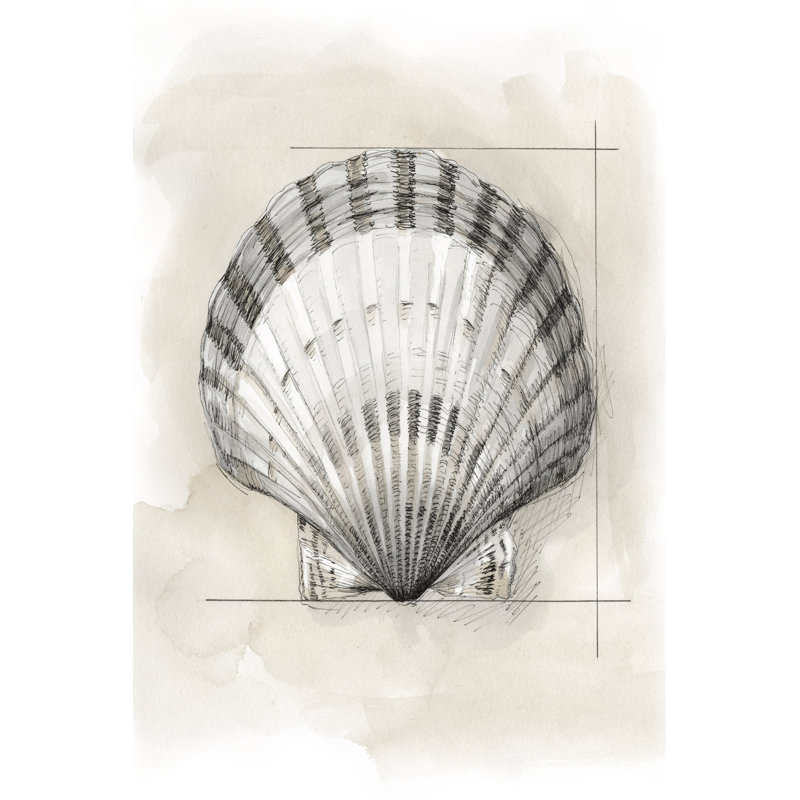 Shell Schematic III by Megan Meagher - Wrapped Canvas Painting, 122cm H x 81cm W x 3.8cm D