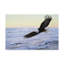 «Ocean Dawn Eagle» par Etelca, impression sur toile tendue-27646751