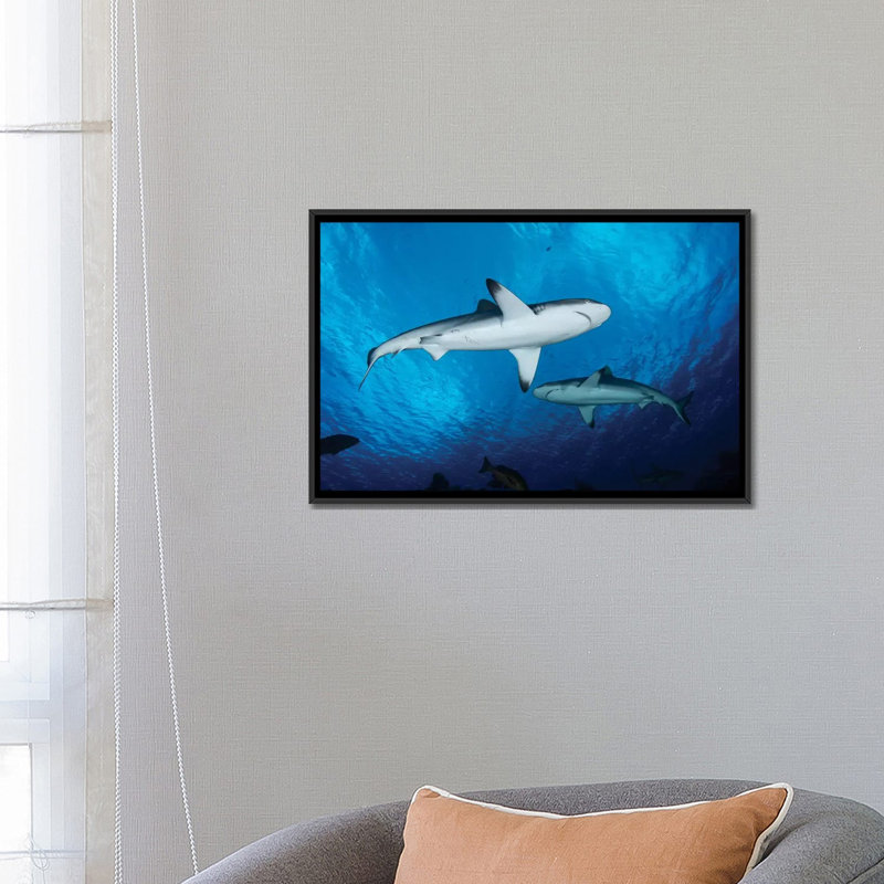 « requins de couleur grise, yap, micronésie », impression sur toile, H 18 po x l 26 po x P 1,5 po, Toile encadrée noire