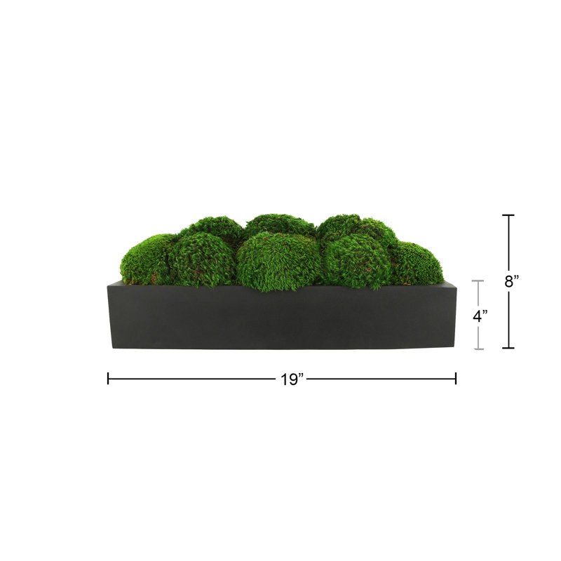 Nature's Nostalgia Preserved Moss in Fiberstone Planter, 8'' H x 19'' W x 8'' D, Black