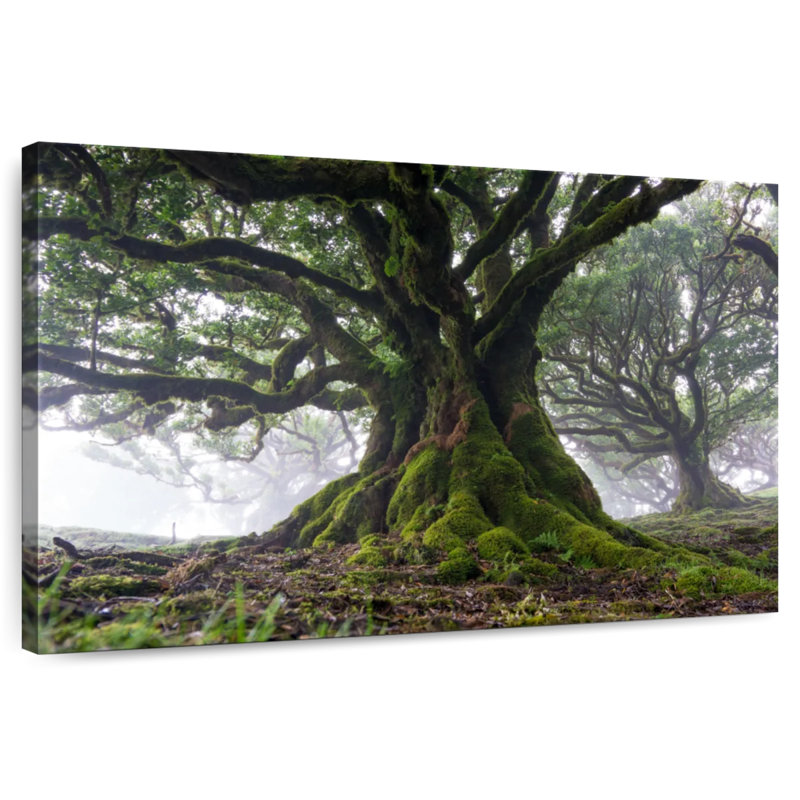 Harnek Mossy Old Trees, H 16 po x l 24 po