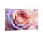 Plantes et fleurs pétales de rose pastel gros plan-54355047-54355040-54355041