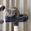 158cm H Cat Tree-2030250825