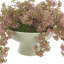 Organic Modern Weeping Laurel