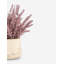 Esme Purple Wheatgrass