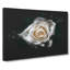 A White Rose - Wrapped Canvas-56647852
