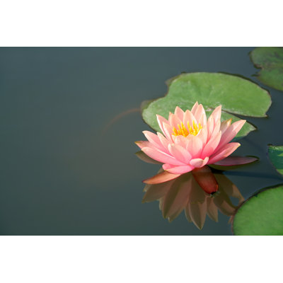 Beautiful Water Lily - Photographie sur toile tendue