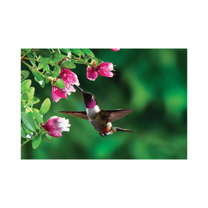 Magenta-Throated Woodstar Hummingbird Male Feeding On Epiphytic Heath, Costa Rica by Michael & Patricia Fogden - Wrapped Canvas Print