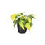 Live Brazil Philodendron Plant in Classic Pot-49662238
