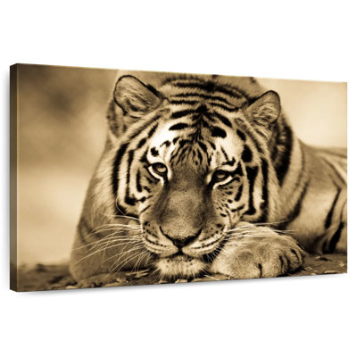 Tigre féroce III