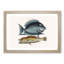 Tang Fish & Yellow Fish by Mark Catesby - Picture Frame Graphic Art Print-55640531-55640536