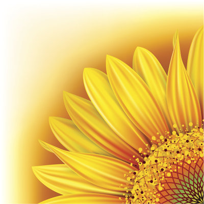 Background With Sunflower - Wrapped Canvas Print