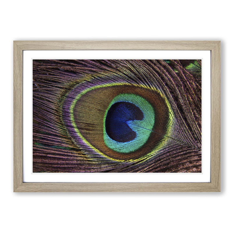 Peacock Feather Framed Photographic - Framed Print, Oak
