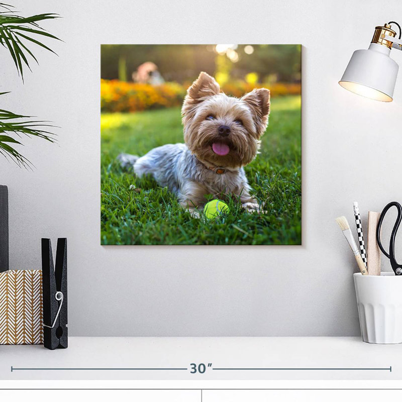 Yorkshire Terrier, H 16 po x l 16 po