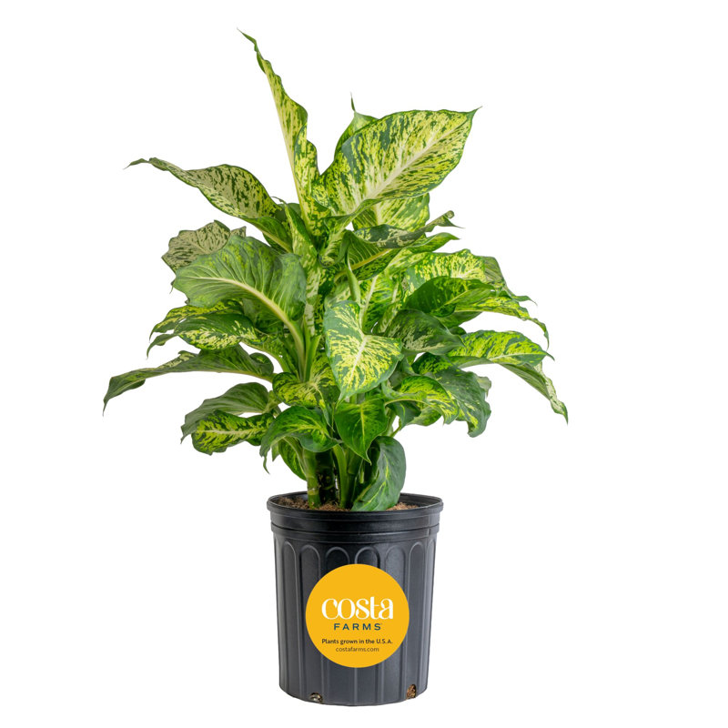 Dumb Cane in Nursery Pot