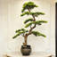 Bonsaï artificiel 47 "avec feuilles luxuriantes réalistes, plante à feuilles persistantes artificielle en pot décoratif