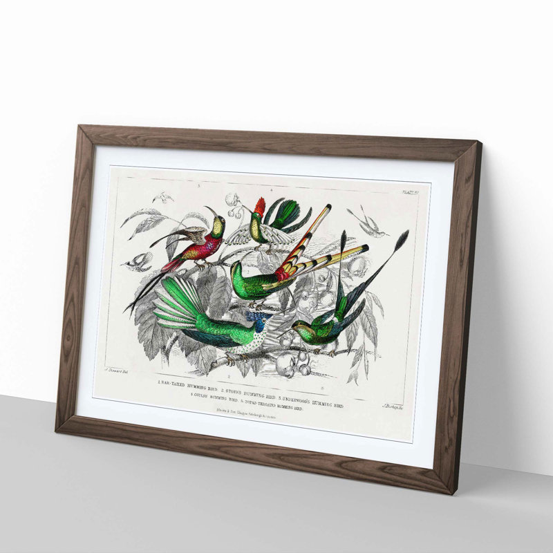 Collection of Hummingbirds PL. 60 by Oliver Goldsmith - Picture Frame Painting, Walnut Framed, 27cm H x 36cm W x 2cm D