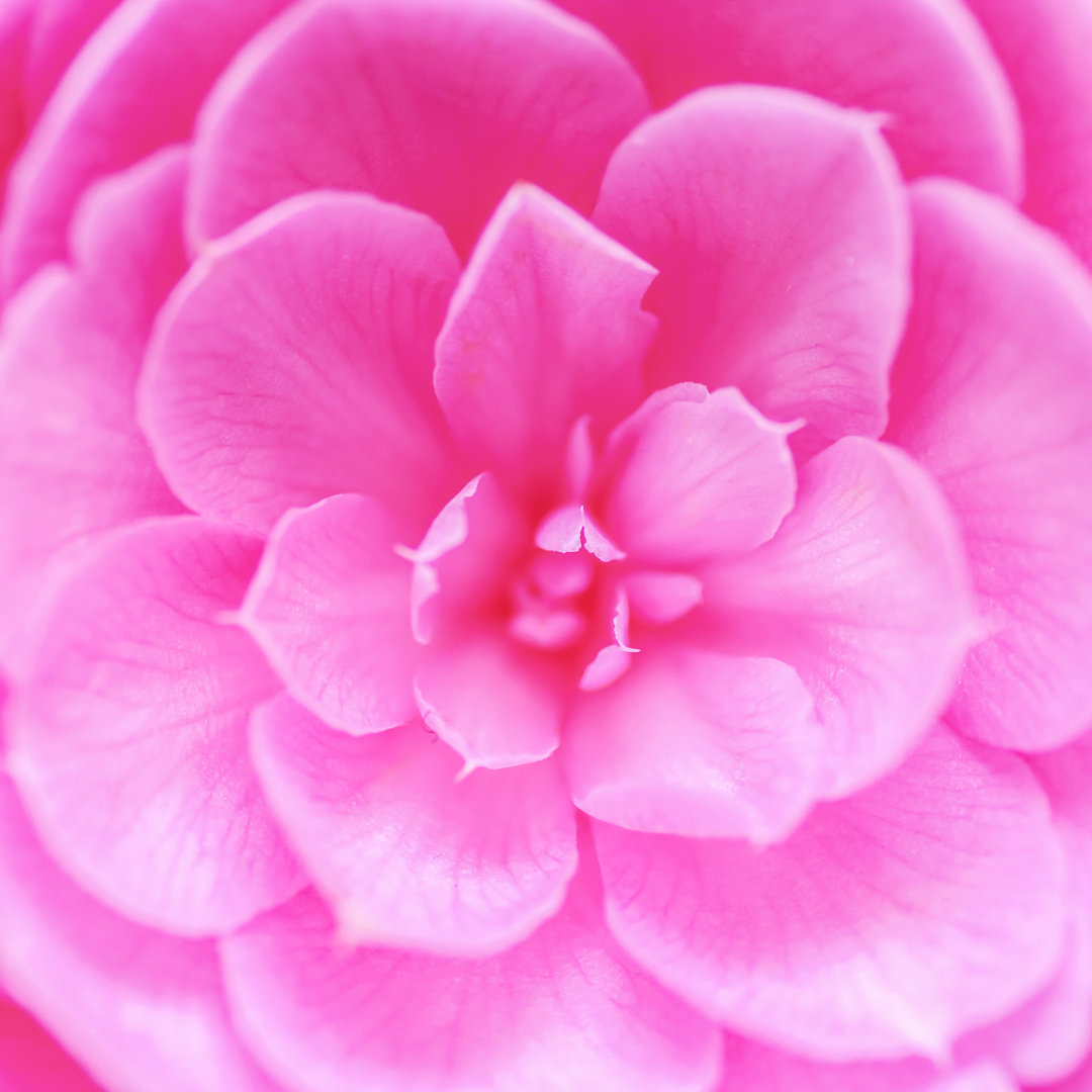 Milly Pink Rose - Leinwandfoto auf Leinwand