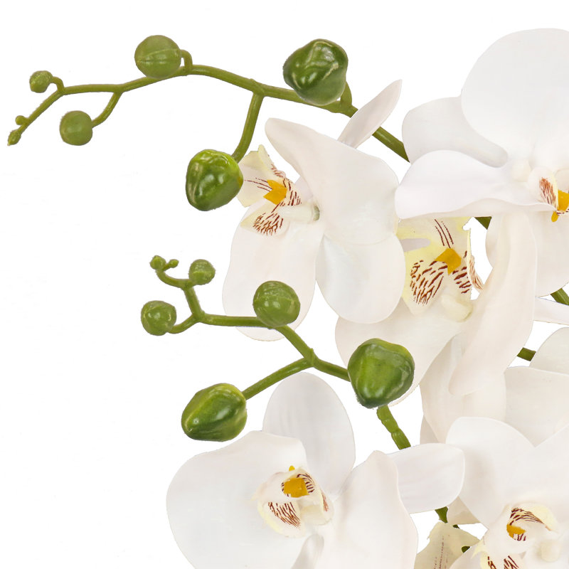 Fleur d'orchidée en pot, Blanc