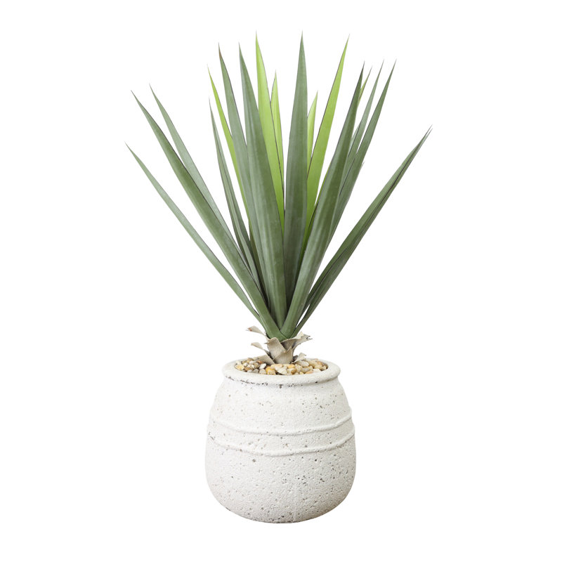 Yucca en pot de pierre avec pierres