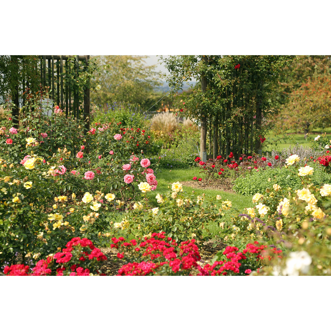 Schöner Rosengarten von BasieB - Druck auf Leinwand ohne Rahmen