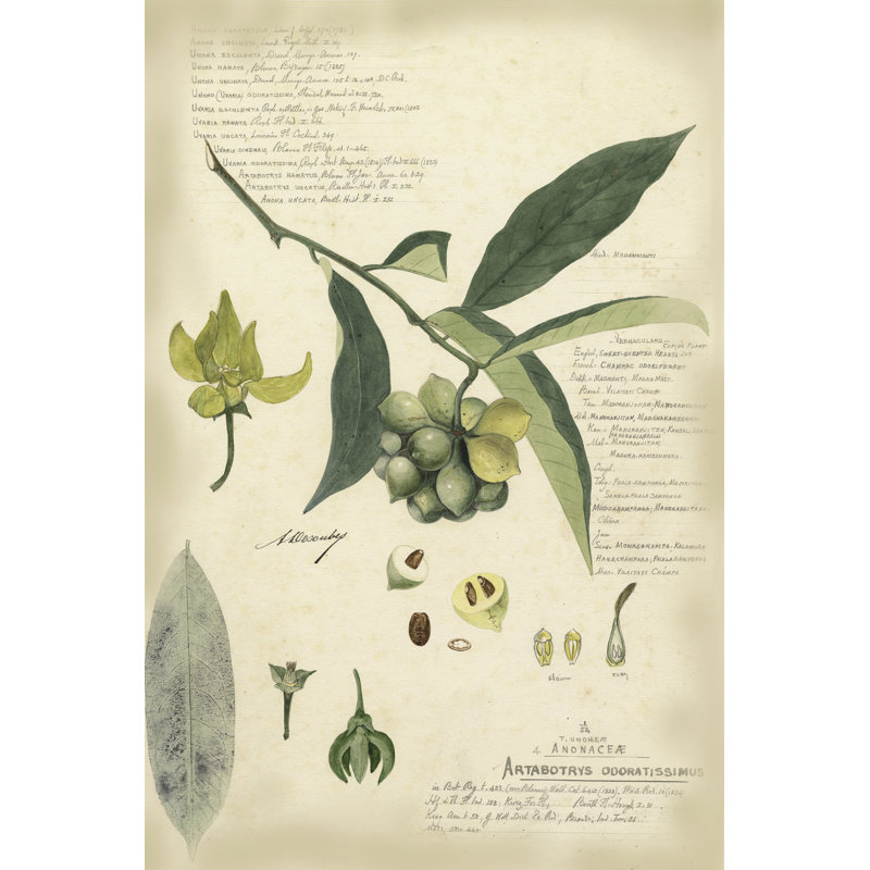 Nouveau Floral Design II - Wrapped Canvas Print, 46cm H x 30cm W x 3.8cm D