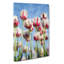 Pink And White Tulip Flowers - Wrapped Canvas-56667251