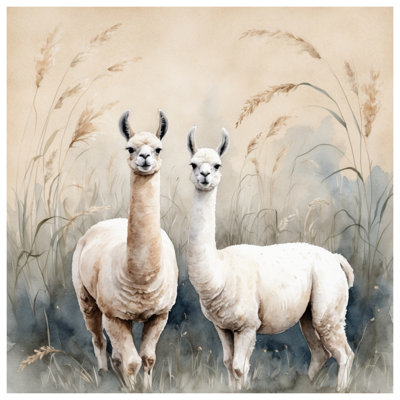 Deux lamas dans des housses de couette