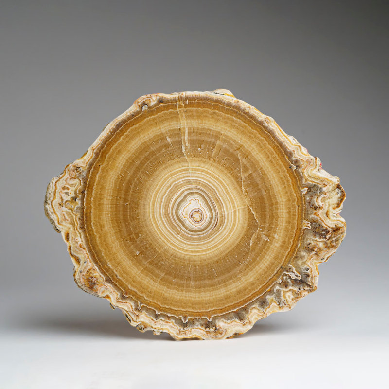 Genuine Aragonite Stalactite Slice From Mexico (471 Grams)