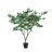 Polyscias Fruticosa Tree-112273773