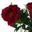 Pack of 6 x 80cm Dark Pink Peony Stem