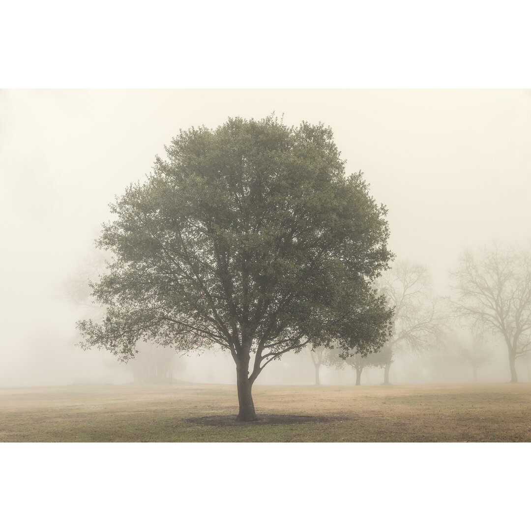 Leinwandbild Trees in the Fog I von Dianne Poinski