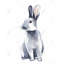 Lapin gris curieux