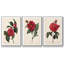 Red Botanical I, ensemble de 3 toiles encadrées sur toile-97711299-97711305