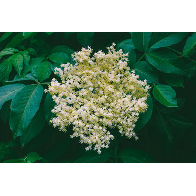 Fleurs de sureau - Photographie sur toile tendue