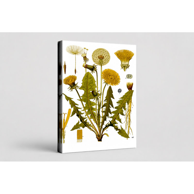 Pissenlit (Taraxacum agentinal), art botanique sur toile, L 36 po x H 24 po