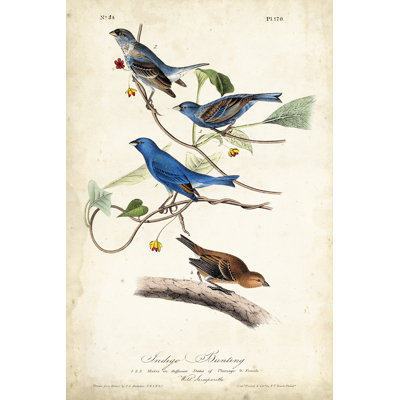 Indigo Bunting by John Audubon - Painting