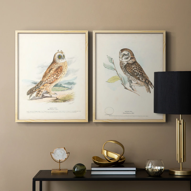Hawk Owl - reproduction encadrée de qualité supérieure - prête à être accrochée - aucun clou requis - aucun clou requis