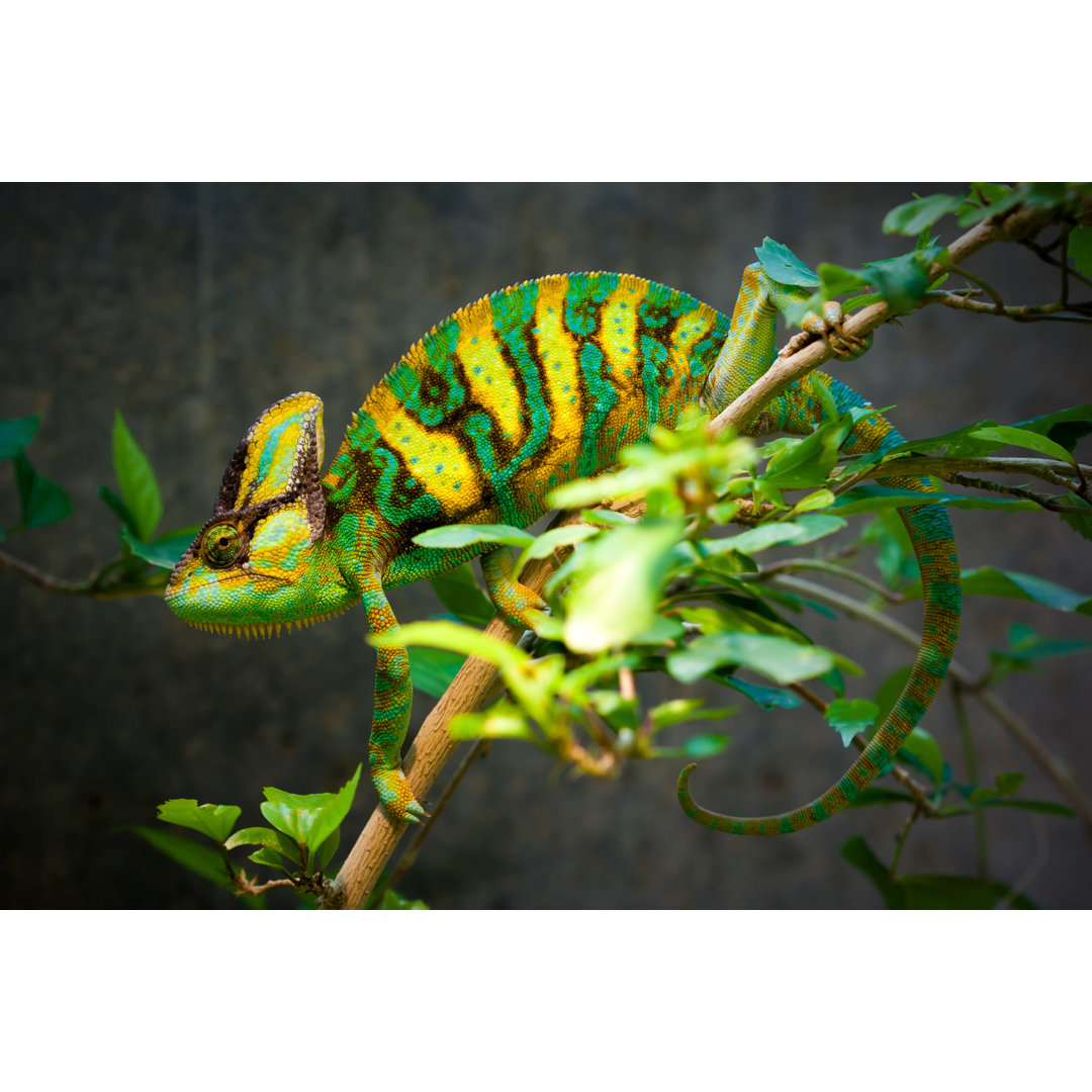 Leinwandbild Veiled Chameleon