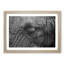 Elephant - Picture Frame Graphic Art Print-55725309-55725313