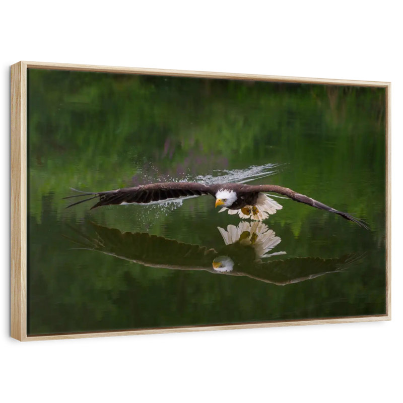 Bald Eagle Reflection, 19" X 13", Floating Frame Natural Wood